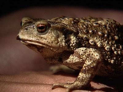 家里进了蛤蟆,家里进了一只蛤蟆的预兆