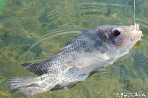 野钓罗非鱼专用饵料配方,水库钓罗非饵料配方