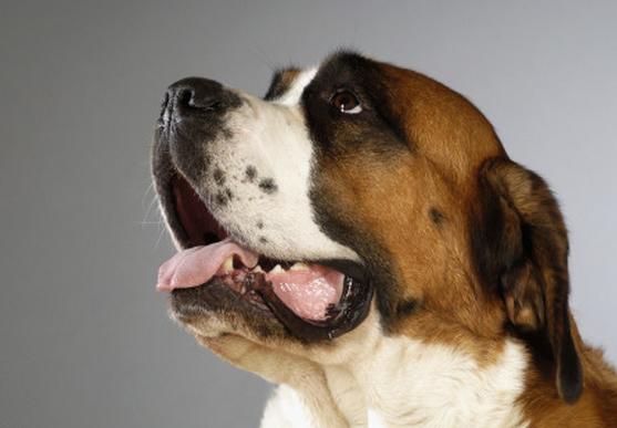 狗身上的腥味怎么才能去除,狗狗身上又腥又臭怎么回事