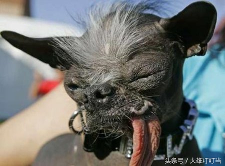 最丑狗狗,你见过世界上最凶的狗吗