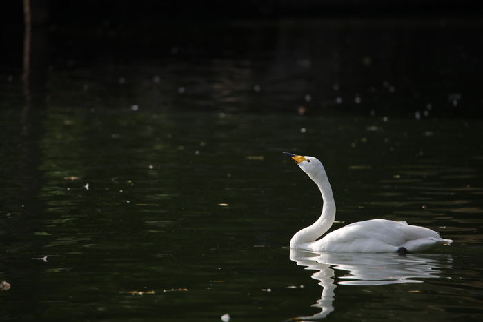 腾龙150-600g2镜头防抖模式详解,腾龙150-600镜头固件升级