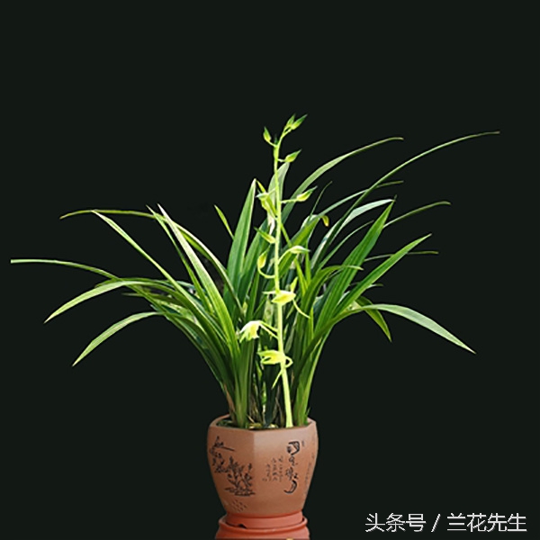 养兰人的艰辛与快乐只有自己知道,养兰友的经历和感悟