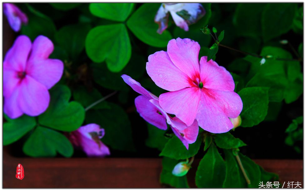 姹紫嫣红入夏来,姹紫嫣红等你来