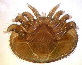 蜂螨寄生,蜂螨如何判断寄生率