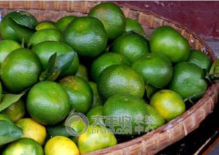 柑橘贮藏保鲜技术与步骤简介图,柑橘摘果后如何保管