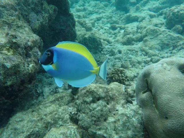 马尔代夫的蜜月岛值得去吗,去马尔代夫度蜜月感受