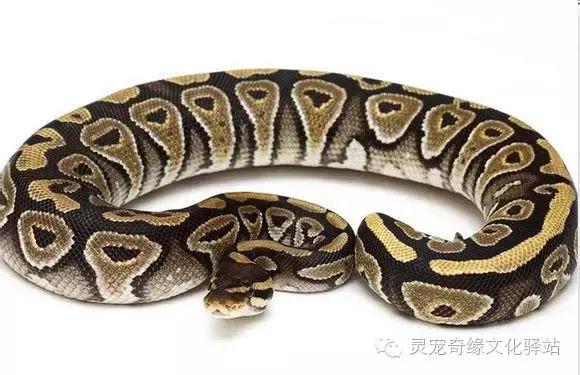 球蟒基因图鉴入门,球蟒基因品系大全