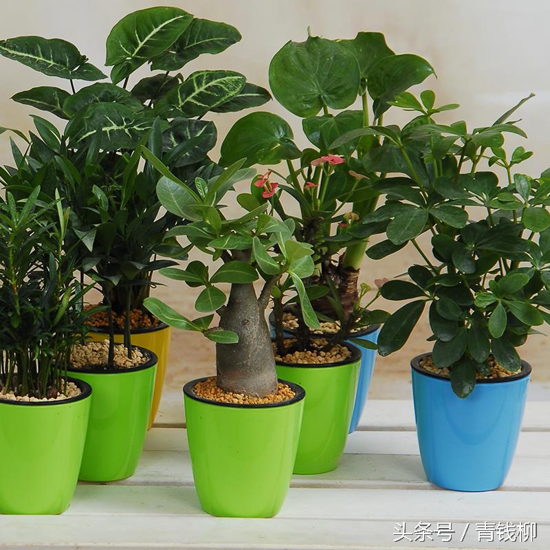 盆栽榕树过冬的温度,榕树盆栽怎么样移栽