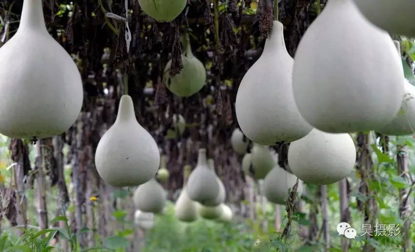 葫芦迷的“八不正瓶”