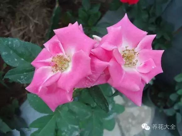 冰淇淋月季快开花的样子 (夏花标准的月季)