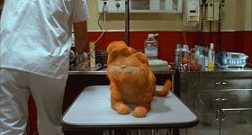 就让加菲毁掉你的中秋吧喵哈哈哈