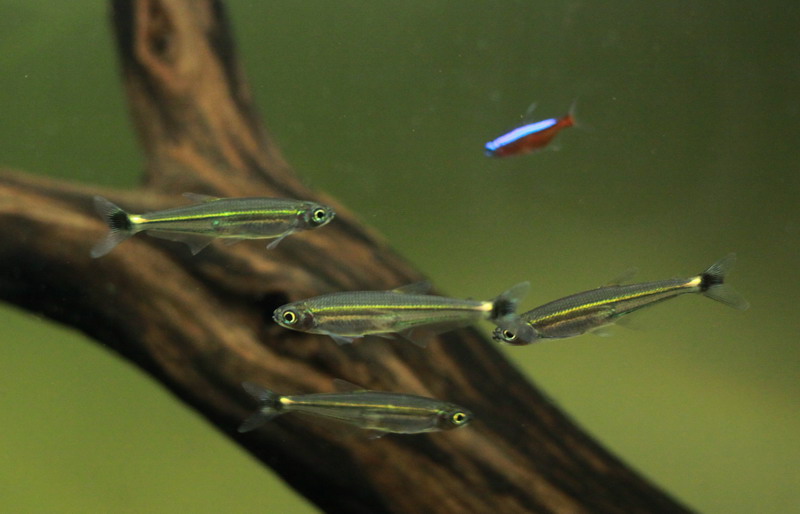 红绿灯鱼养殖方法和注意事项,海水观赏鱼皇后神仙适合新手吗