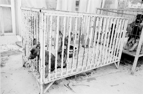 宠物狗市场黑话,宠物市场的狗到底能不能买