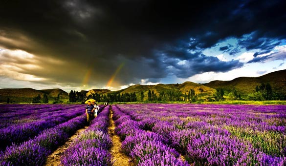 薰衣草花海一起享受大自然的美,薰衣草花海游