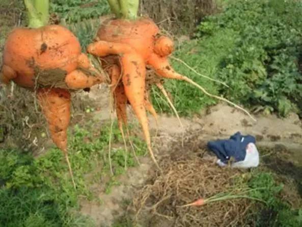 我种的萝卜分叉咋回事?怎么防治？