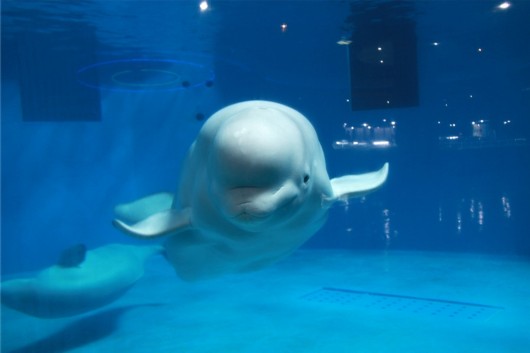 泉城海洋极地世界门票,泉城海洋极地世界儿童的收费标准