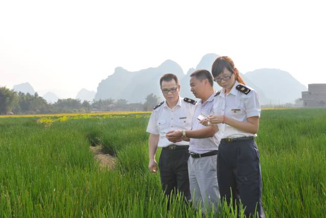 马蹄是种药材吗,马蹄是什么植物果实