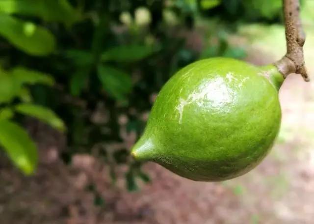 元江的特色美食有哪些 (元江美食干货)