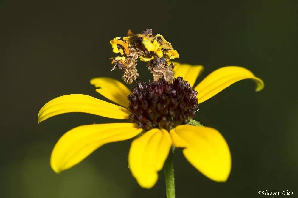 尺蠖伪装成树枝,尺蠖伪装视频动画