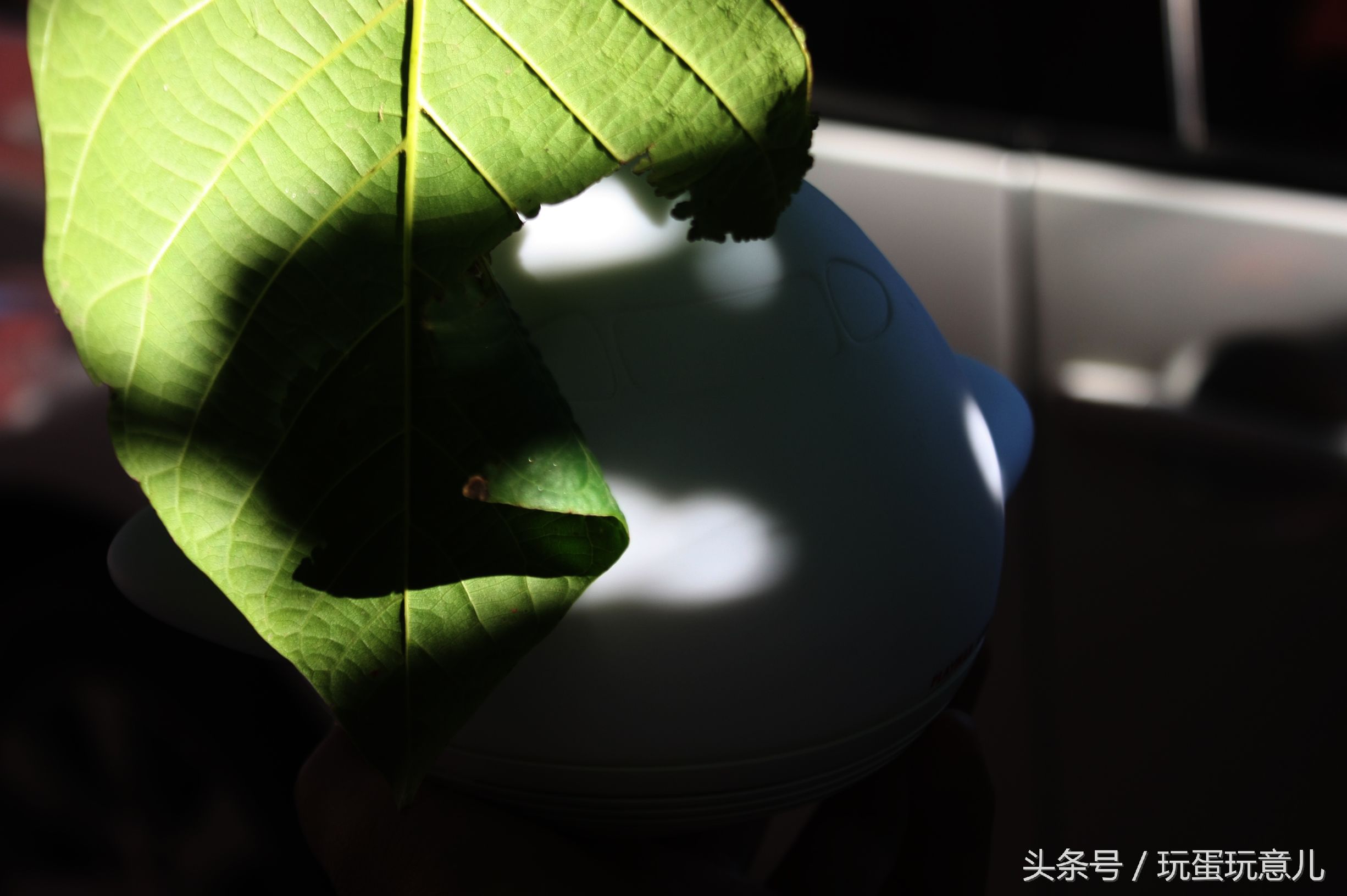 照星爷的话讲,想撩妹吗我教你!AirWhale智能音响灯体验