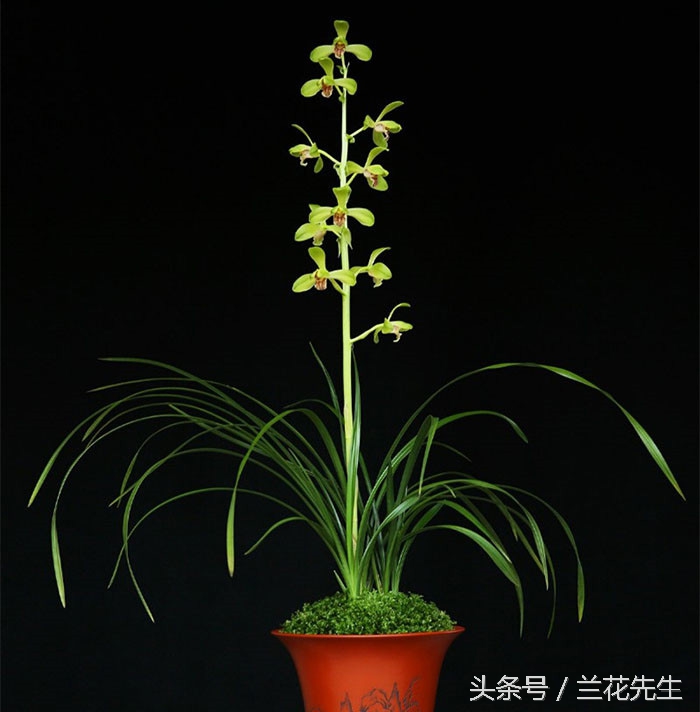 养兰人的艰辛与快乐只有自己知道,养兰友的经历和感悟