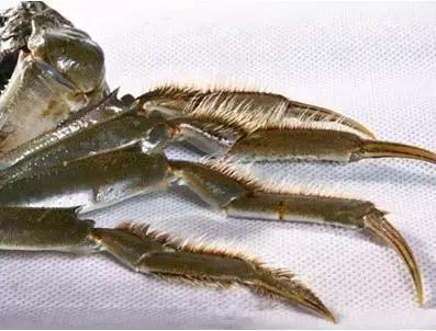 大闸蟹知识教程,大闸蟹基础知识培训