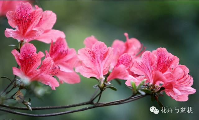 有什么独特小众又漂亮惊艳的花,这些花让人赏心悦目