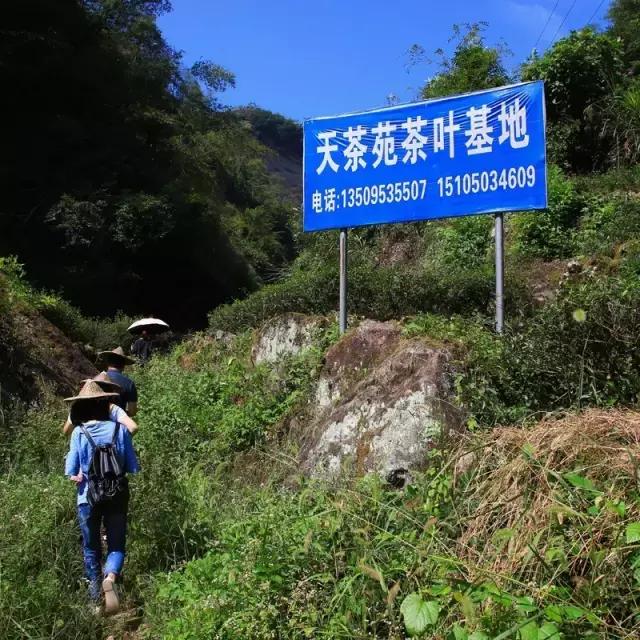 山场主人岩茶价格,山场主人岩茶