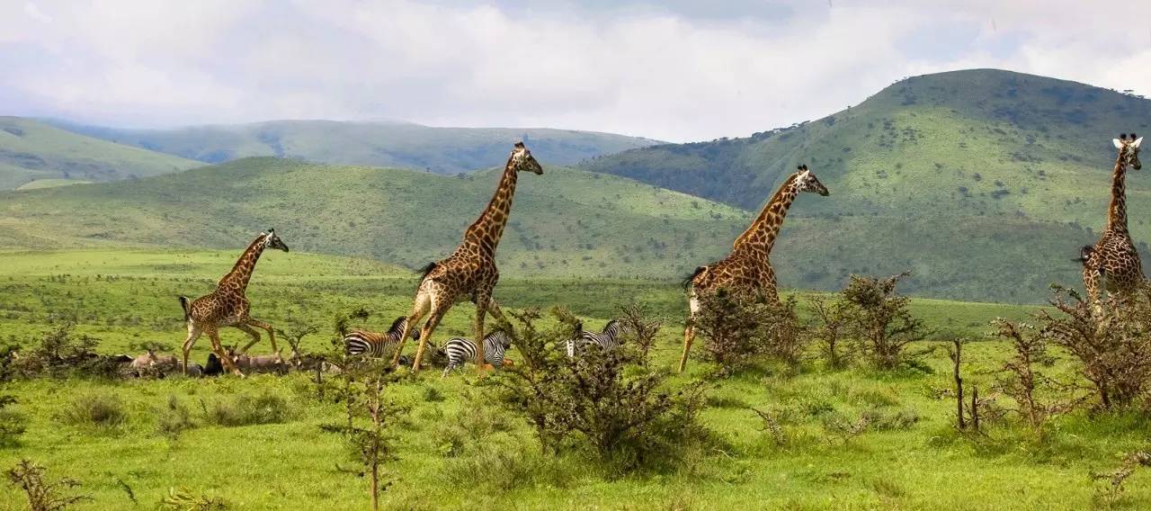 长颈鹿爱刺猬,长颈鹿爱猫头鹰