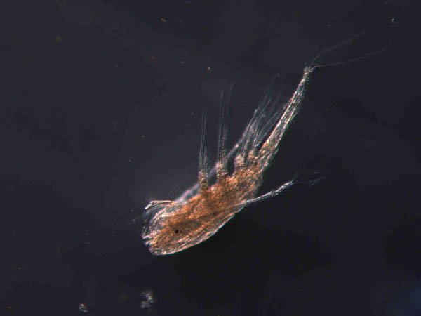 剑尾鱼哪个品种最好养,凤尾热带鱼养殖技术大全