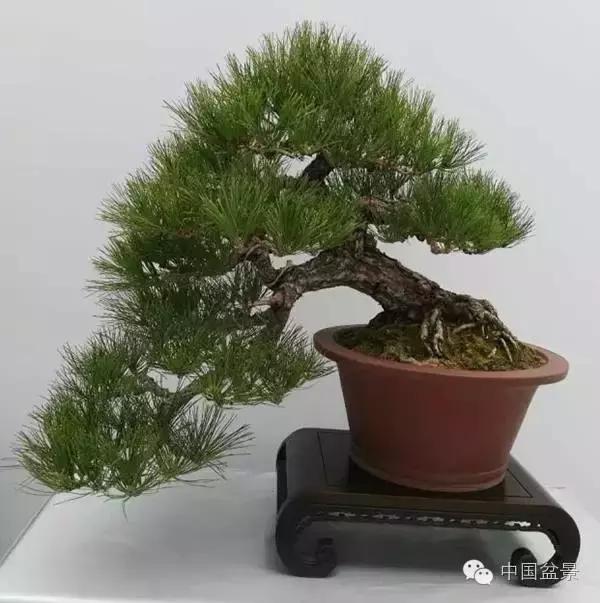 红子刺树桩盆景大全,曲杆式树桩盆景图片