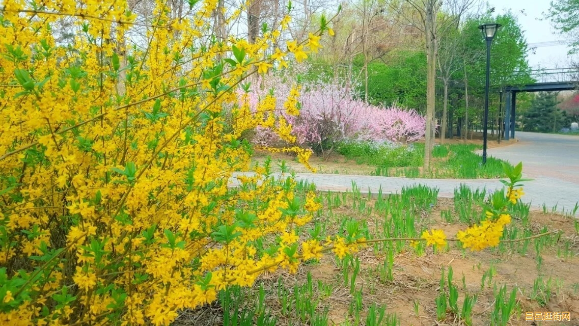 潍坊昌邑，一座如此好色之城，我的家乡我骄傲