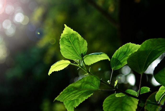 白带分析要做多久,白带分析单