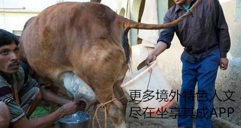 象屎咖啡的来历,象屎咖啡