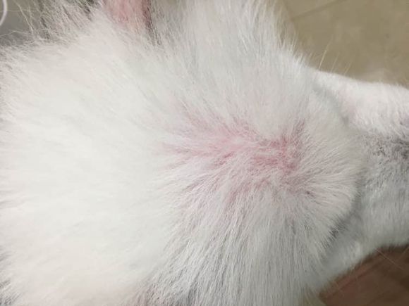 路边捡到一只萨摩耶,捡到萨摩耶有狗癣