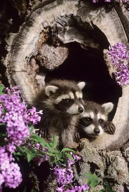 萌宠小浣熊,可爱的小浣熊图片