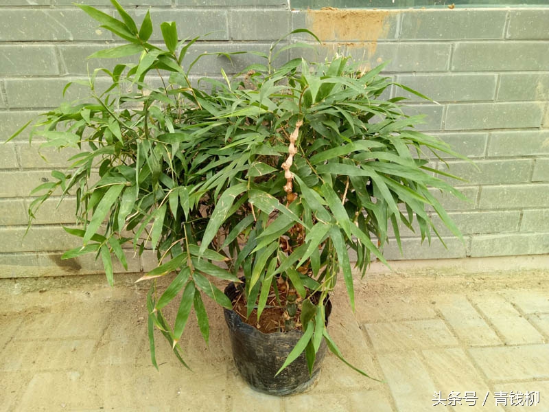 盆景植物制作方法,盆栽竹子教程