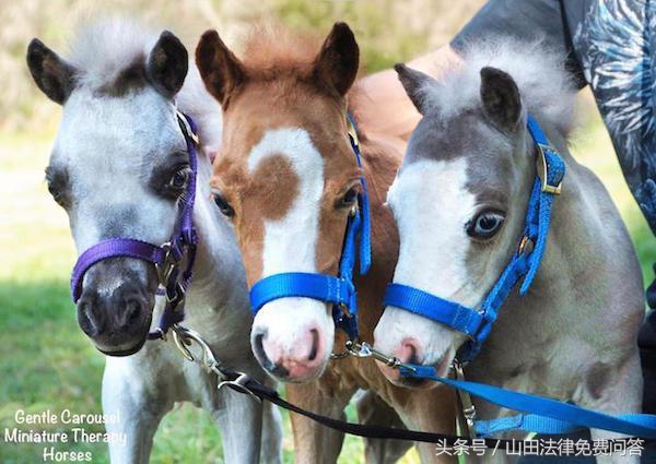 可爱迷你小马视频,超萌小马