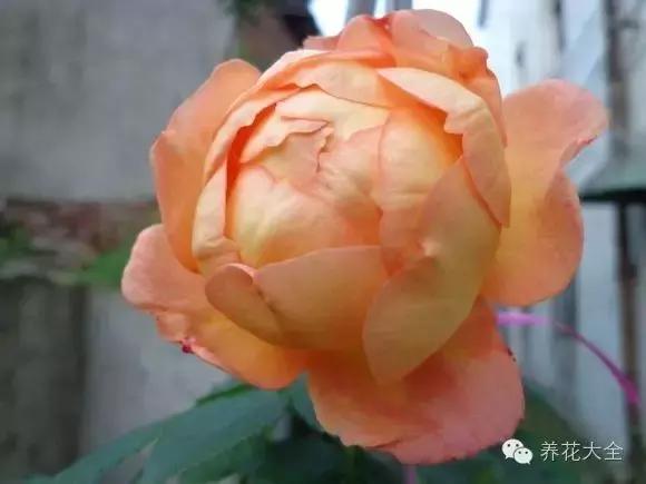 冰淇淋月季快开花的样子 (夏花标准的月季)