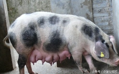 猪疫苗过敏怎么处理,猪对药物过敏的症状