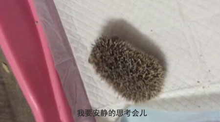 新手养刺猬应该准备什么,养刺猬对人有什么危害