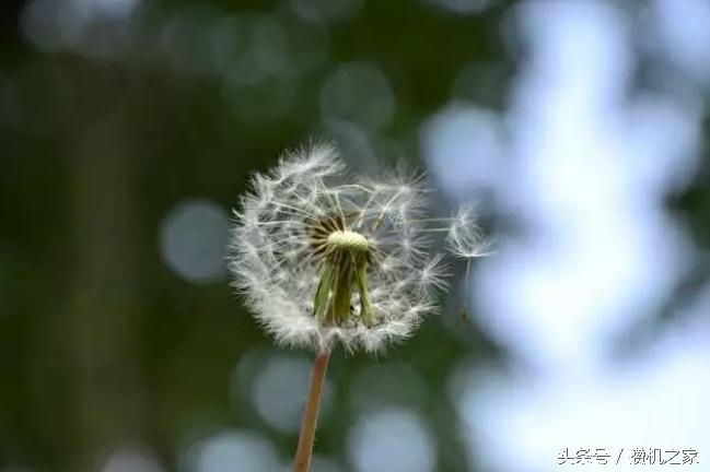 微型单镜头反光相机推荐,最常见的相机有单镜头反光相机吗