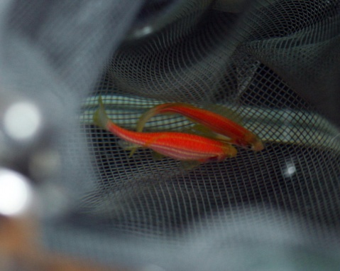 斑马鱼的养殖方法和注意事项,小观赏鱼斑马鱼怎么养好