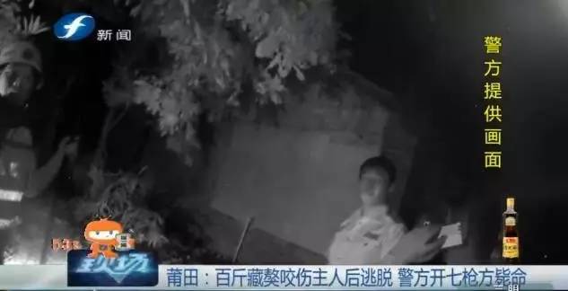 藏獒打架咬死狗,五分钟罕见藏獒打架