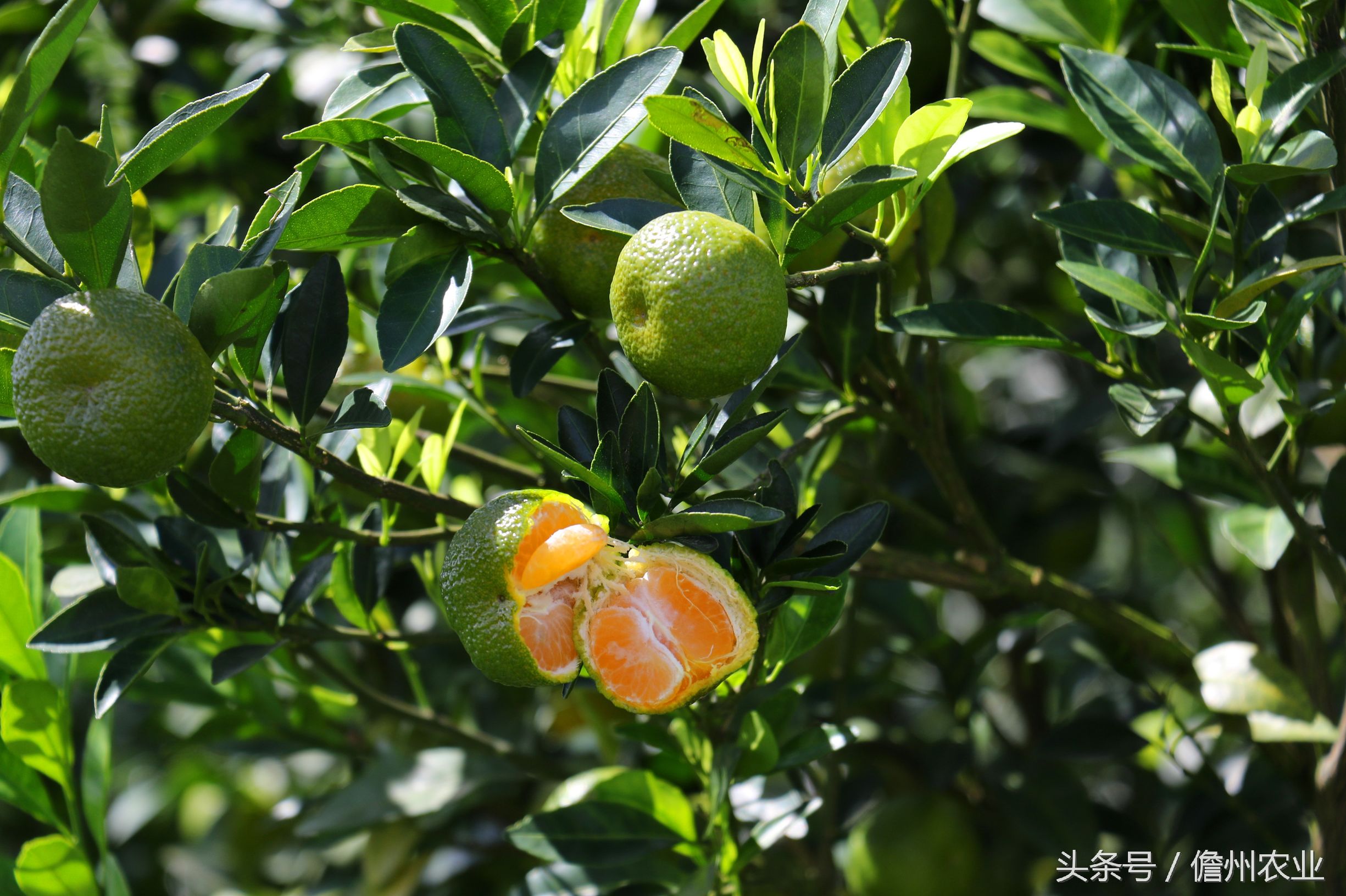 蜜桔现在能种么,由良蜜桔好种吗