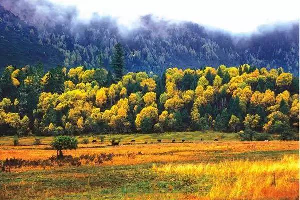 不需要知道你离世的理由，只愿你在天堂能重展笑容！