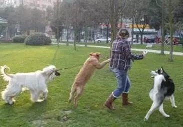 疯狂的跳蚤,狗狗吸血虫多久能消灭