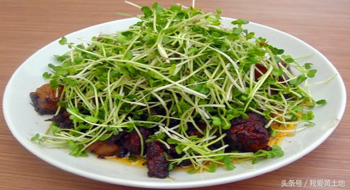 南瓜芽苗菜的种植技术和方法,室内芽苗菜种植技术靠谱吗