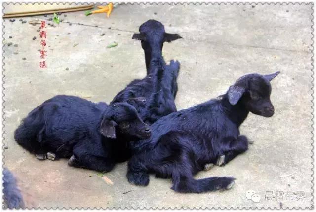 童话故事山羊和狼,童话故事山羊历险记