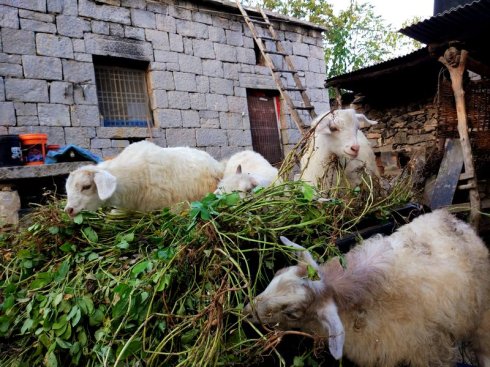 大北农豫剧团和辉县豫剧团,辉县大北农豫剧团乐队